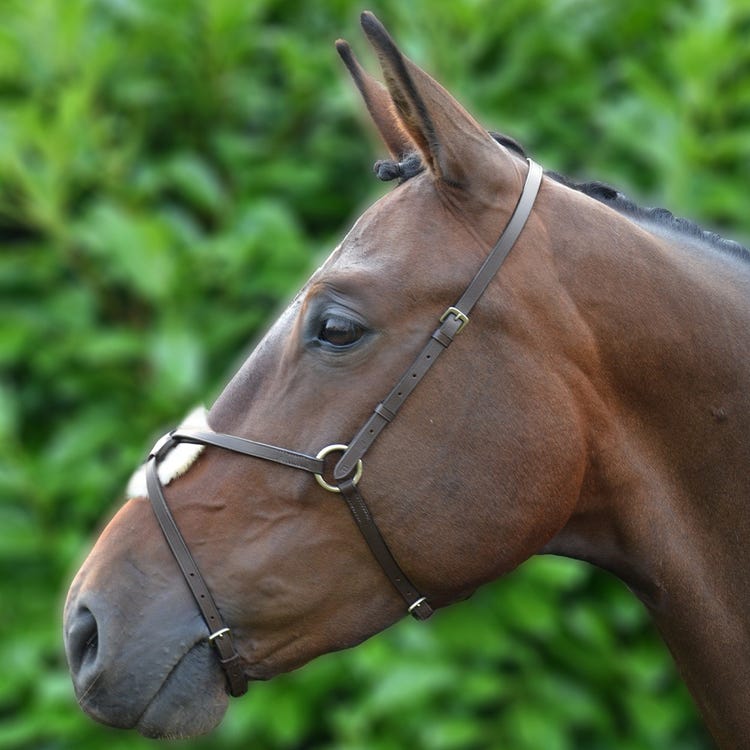 Hy Equestrian Mexican Grackle Noseband image 2