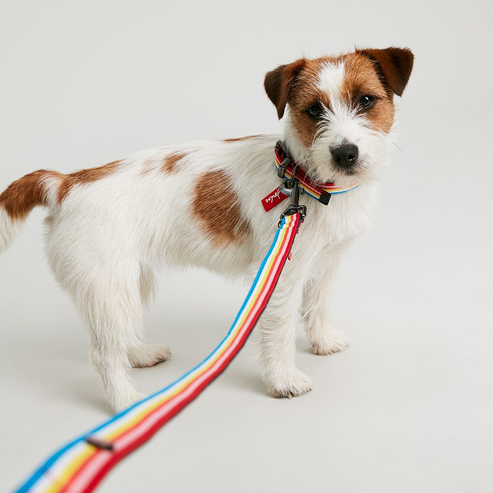 Joules Rainbow Striped Dog Lead image 4