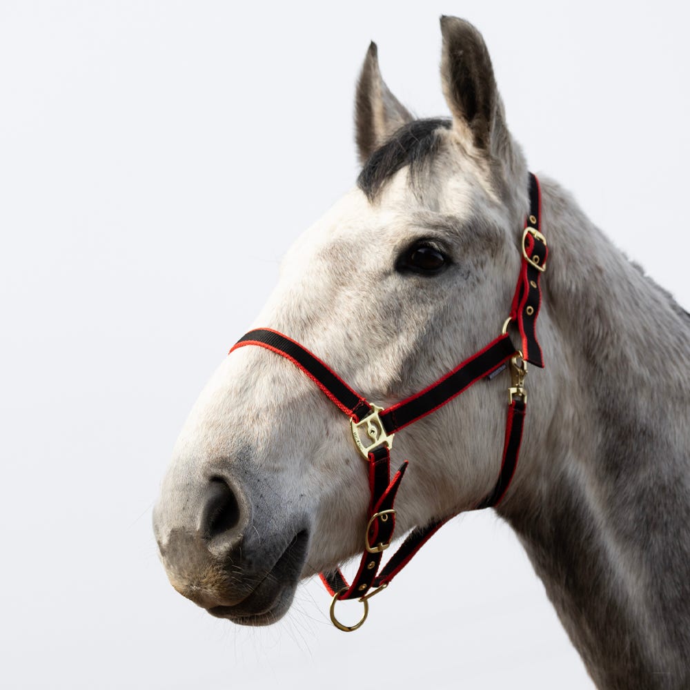 HyCONIC Head Collar image 13