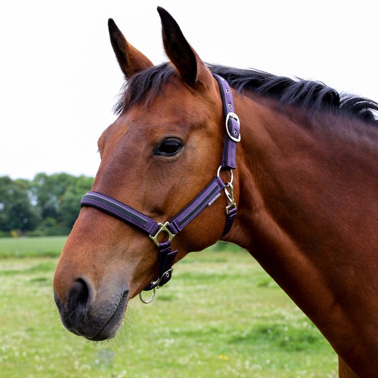 Hy Equestrian Mystic Head Collar image 2