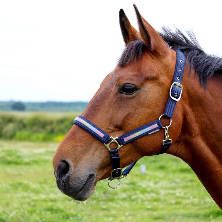 Hy Equestrian Mystic Head Collar image 4