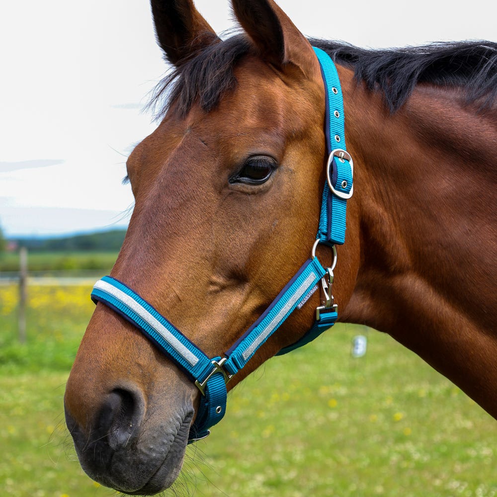 Hy Equestrian Mystic Head Collar image 7