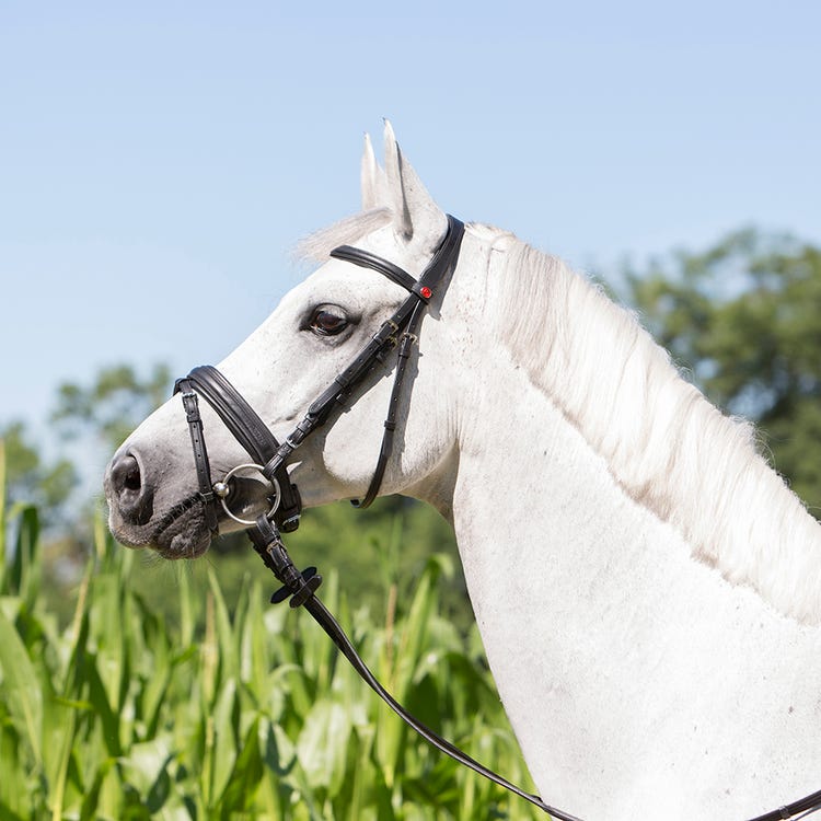 Kieffer Ultrasoft Economy Snaffle Bridle image 5