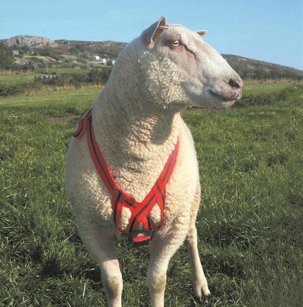 Donaghys Nylon Ram Harness image 1