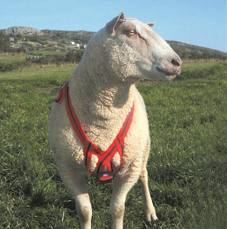 Donaghys Nylon Ram Harness image 1