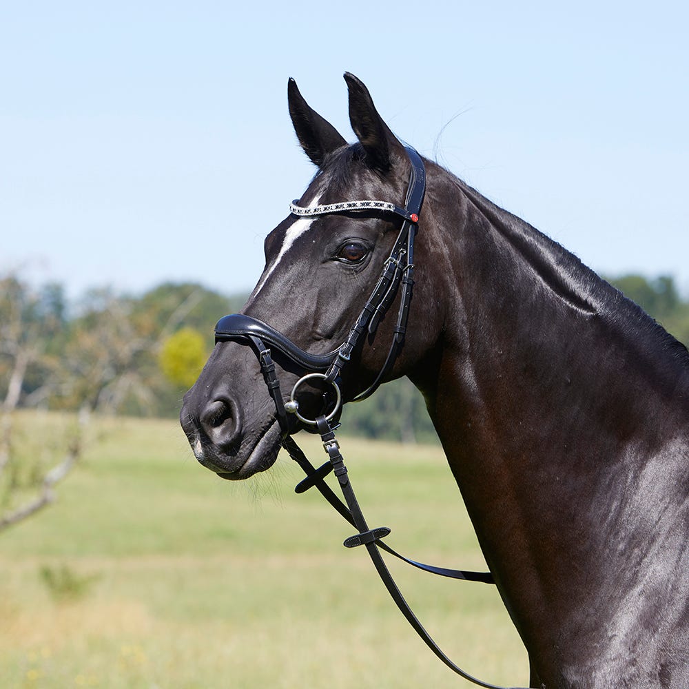 Kieffer Viola Snaffle Bridle image 9