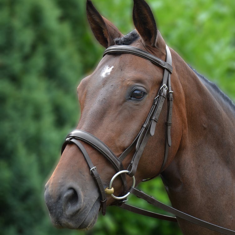 Hy Equestrian Padded Flash Bridle with Rubber Grip Reins  image 1