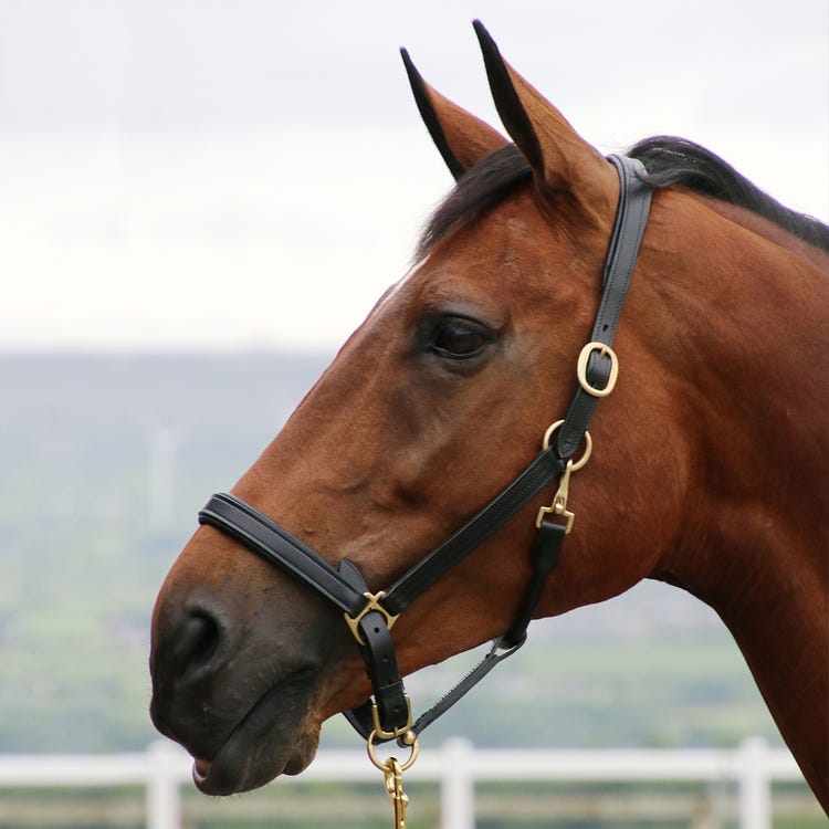 Coldstream Leather Padded Head Collar image 3