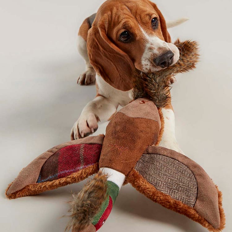 Joules Pheasant Dog Toy image 1