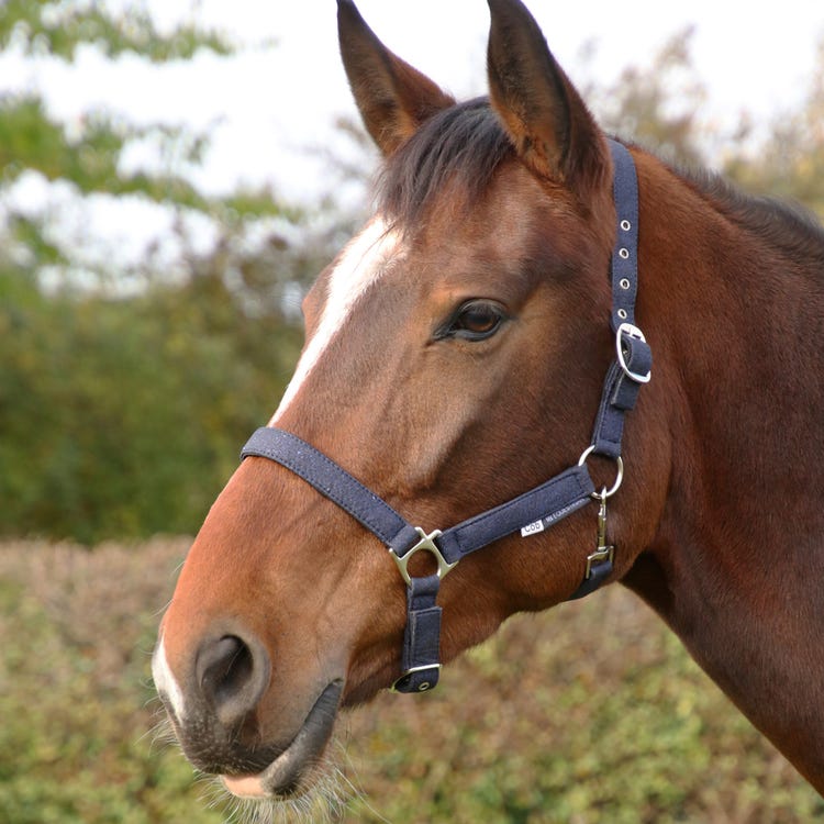 Hy Equestrian Glitzy Headcollar image 2