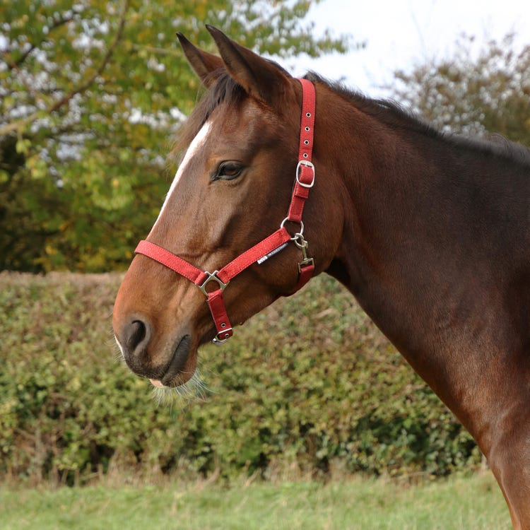 Hy Equestrian Glitzy Headcollar image 6