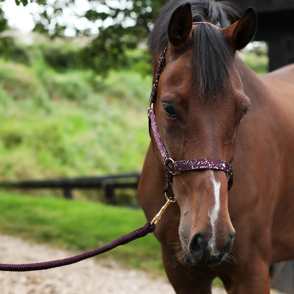 Hy Equestrian Enchanted Collection Head Collar &amp; Lead Rope image 2