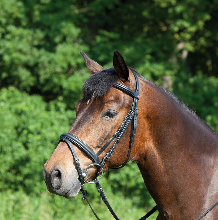 Kieffer Ergonomic Line Snaffle Bridle image 4