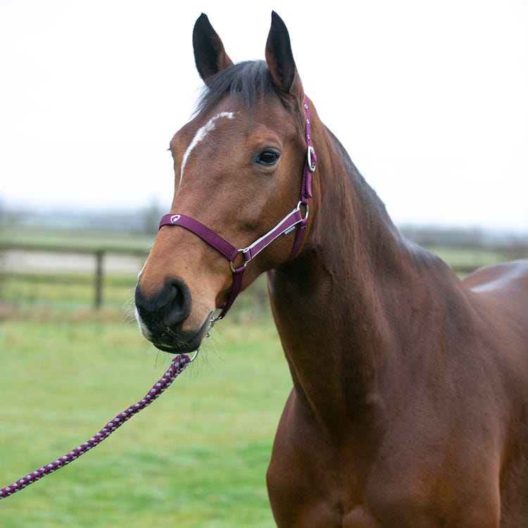 Hy Equestrian Synergy Head Collar &amp; Lead Rope image 4