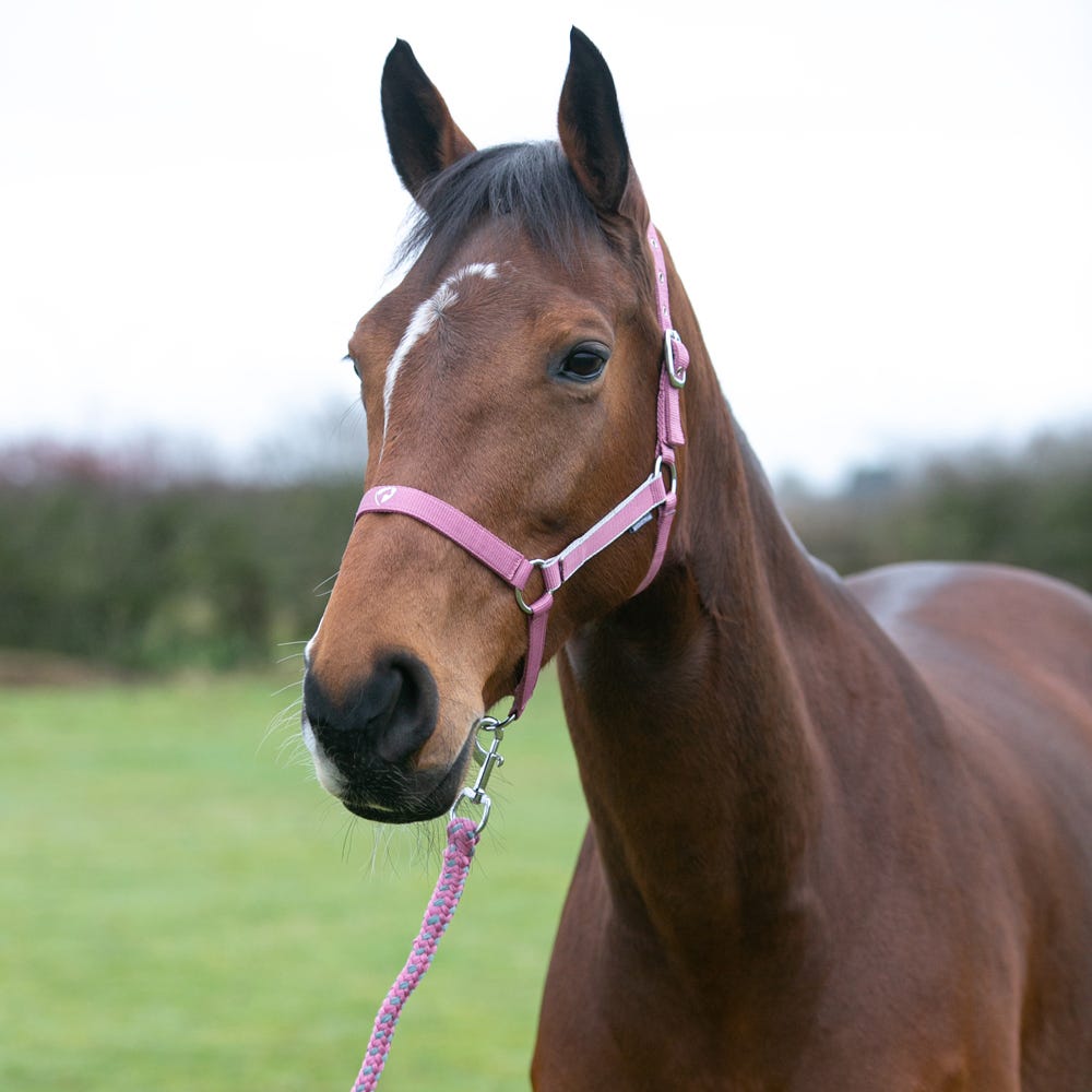 Hy Equestrian Synergy Head Collar &amp; Lead Rope image 9