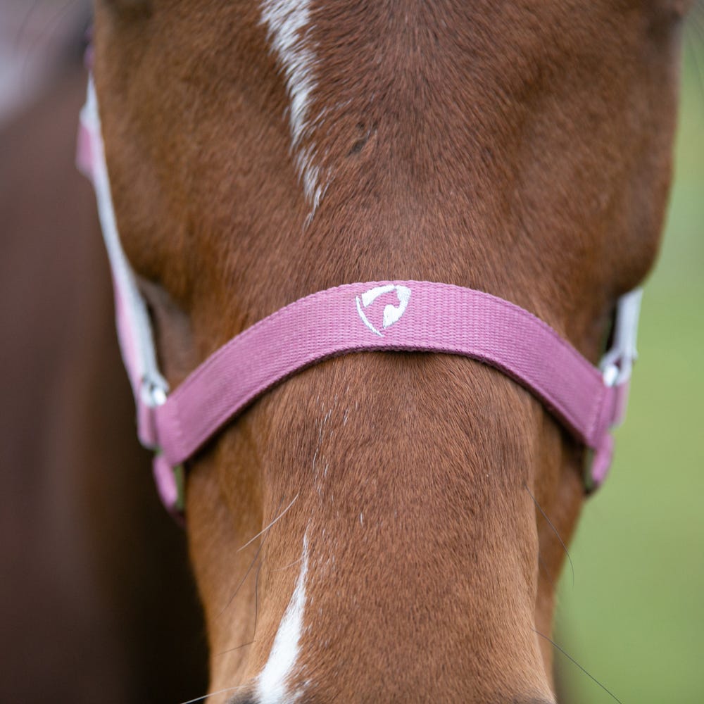 Hy Equestrian Synergy Head Collar &amp; Lead Rope image 10