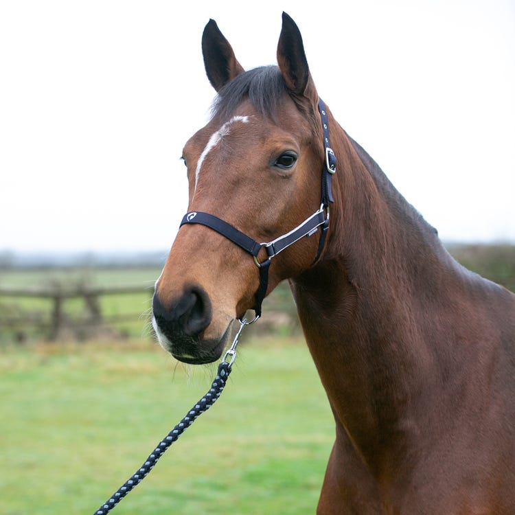 Hy Equestrian Synergy Head Collar &amp; Lead Rope image 16