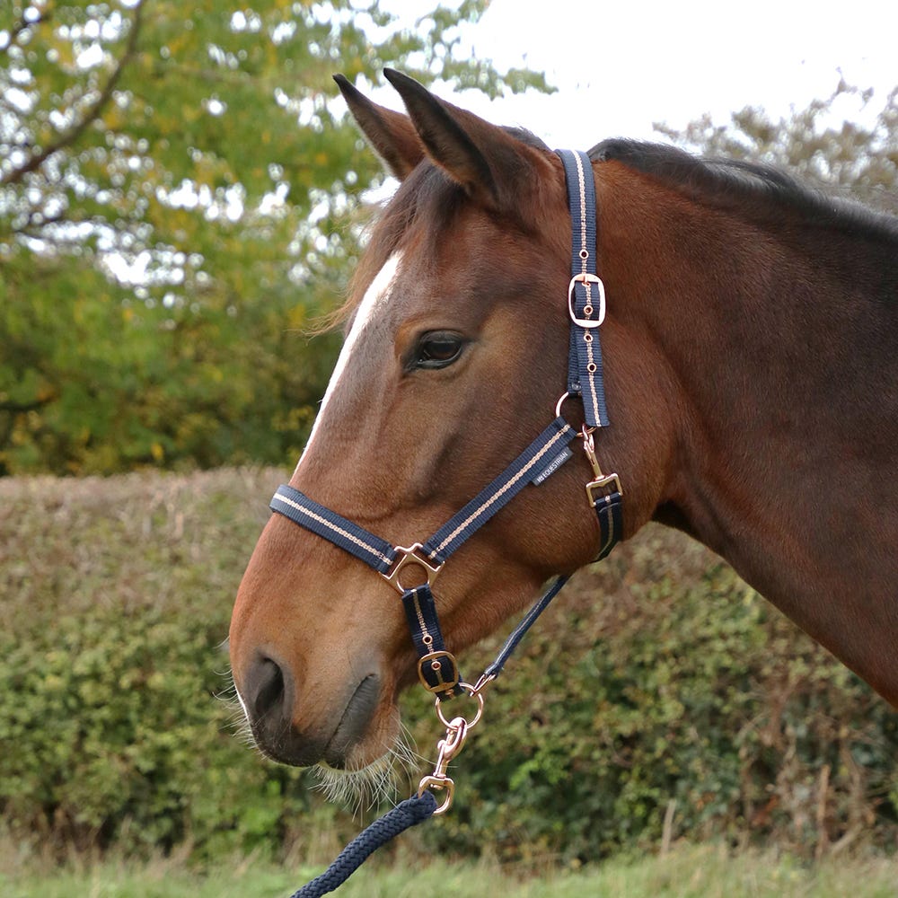 Hy Equestrian Rose Glitter Head Collar &amp; Lead Rope Set image 2