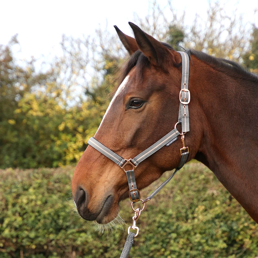 Hy Equestrian Rose Glitter Head Collar &amp; Lead Rope Set image 4