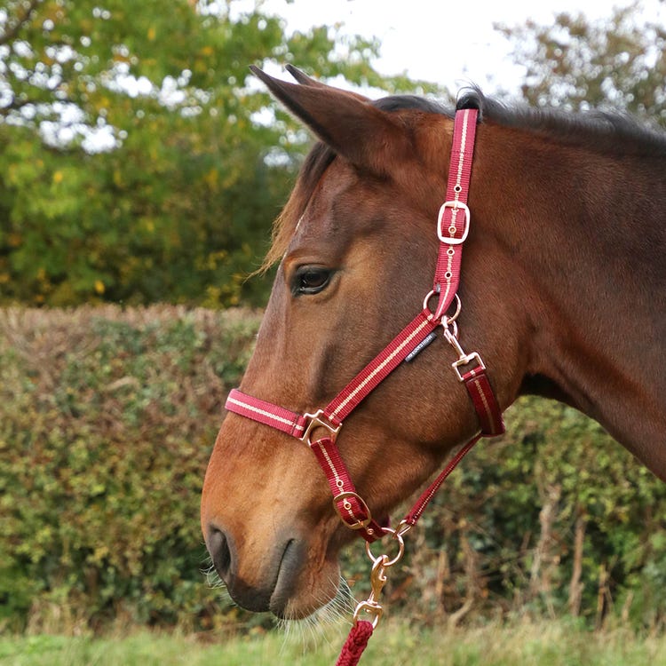 Hy Equestrian Rose Glitter Head Collar &amp; Lead Rope Set image 6