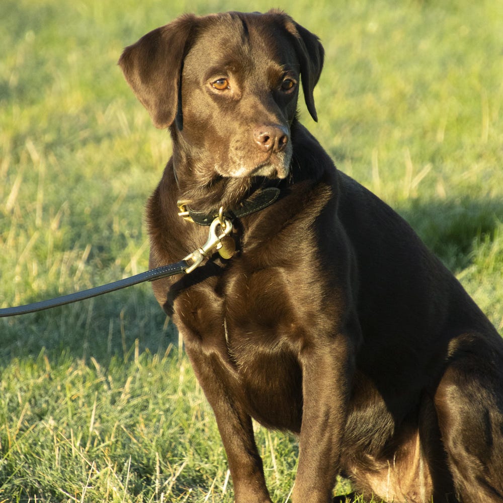 Benji &amp; Flo Deluxe Padded Leather Dog Collar image 2