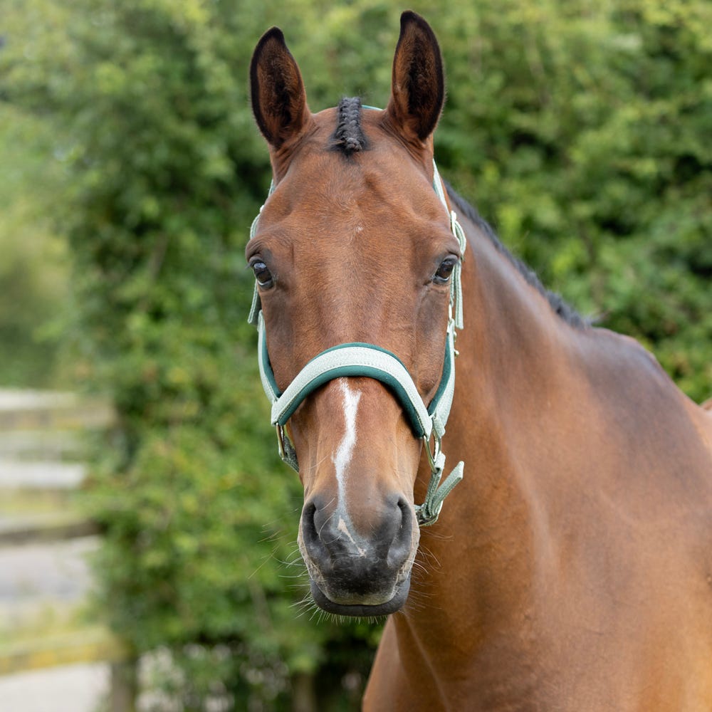 Hy Equestrian Mermaid Shimmer Head Collar and Lead Rope Set image 5