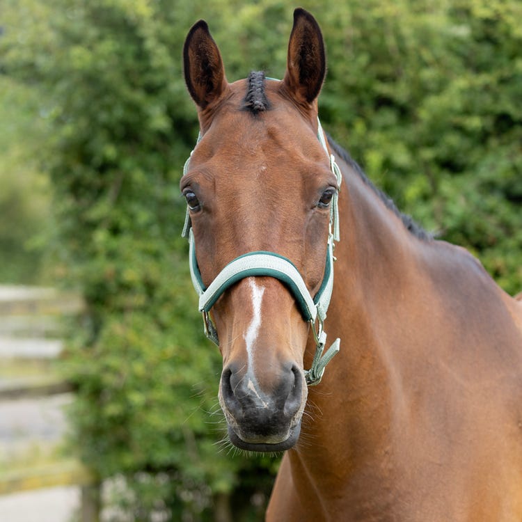 Hy Equestrian Mermaid Shimmer Head Collar and Lead Rope Set image 5