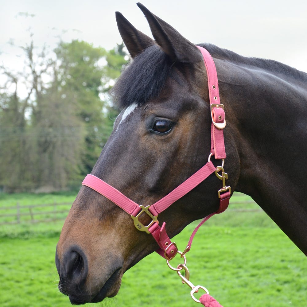 Hy Equestrian Rose Gold Head Collar &amp; Lead Rope image 2