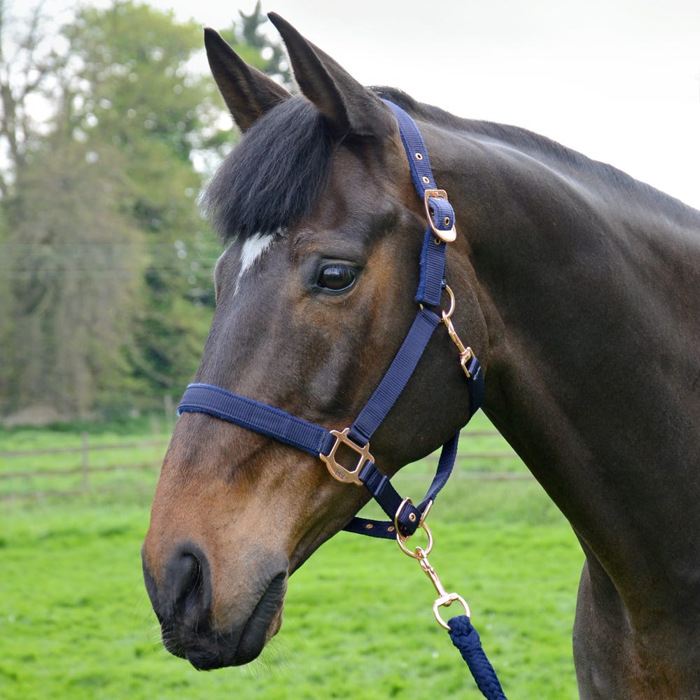 Hy Equestrian Rose Gold Head Collar &amp; Lead Rope image 7