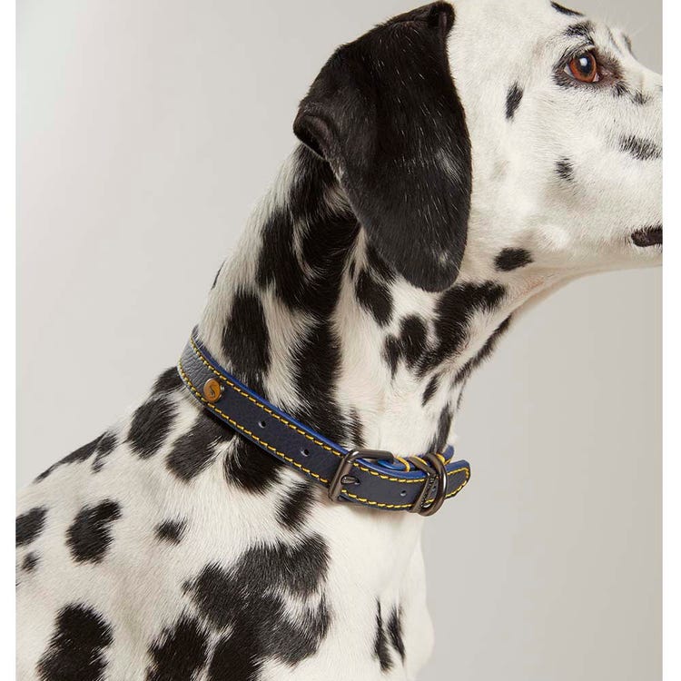 Joules Leather Dog Collar image 1