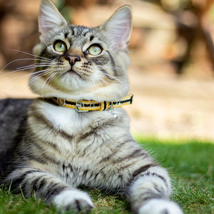 Joules Coastal Cat Collar image 13