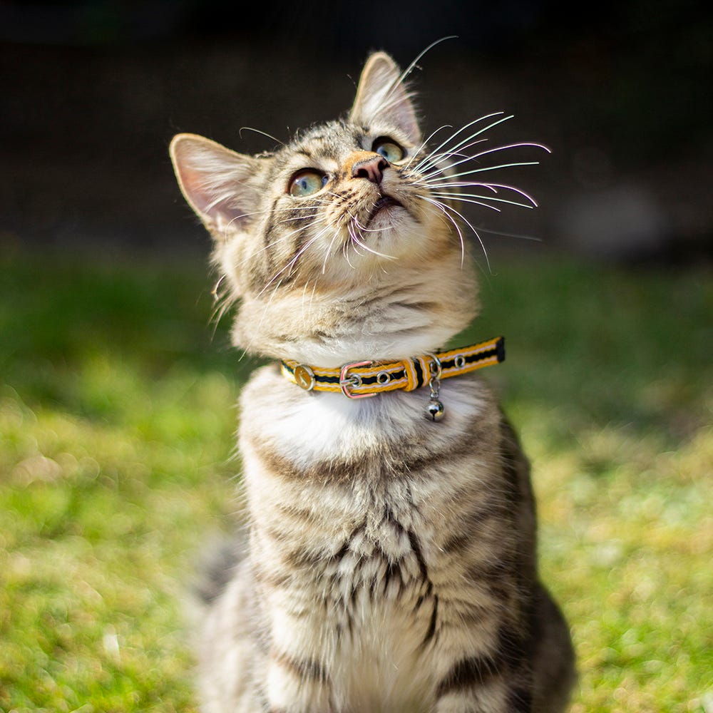 Joules Coastal Cat Collar image 14