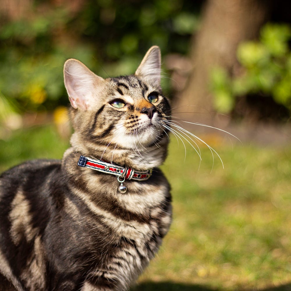 Joules Coastal Cat Collar image 16