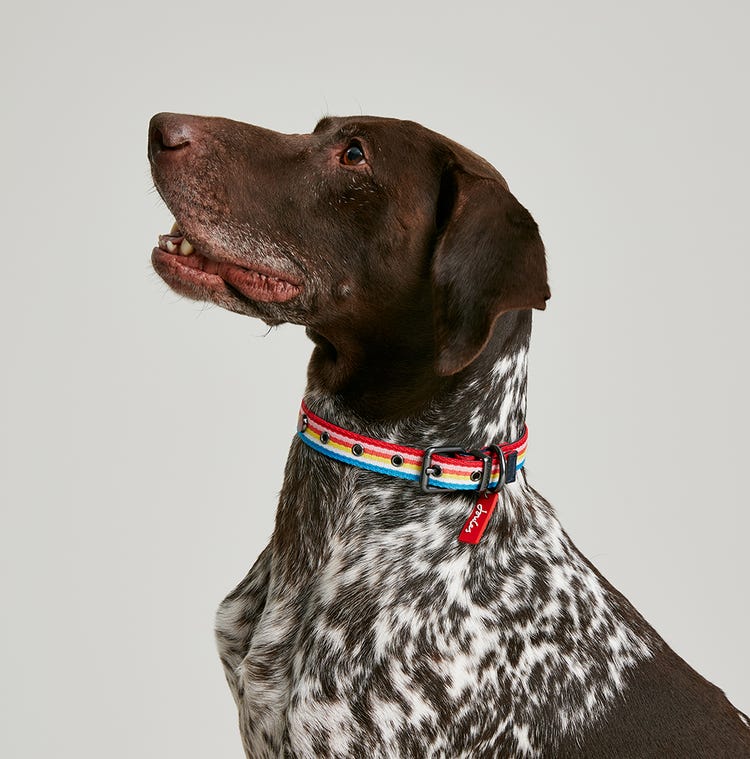 Joules Rainbow Stripe Dog Collar image 7