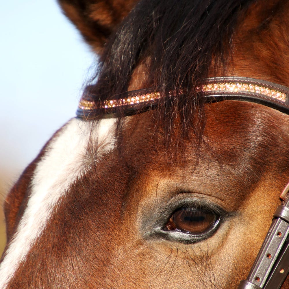 Hy Equestrian Rosciano Rose Gold Brow Band image 4