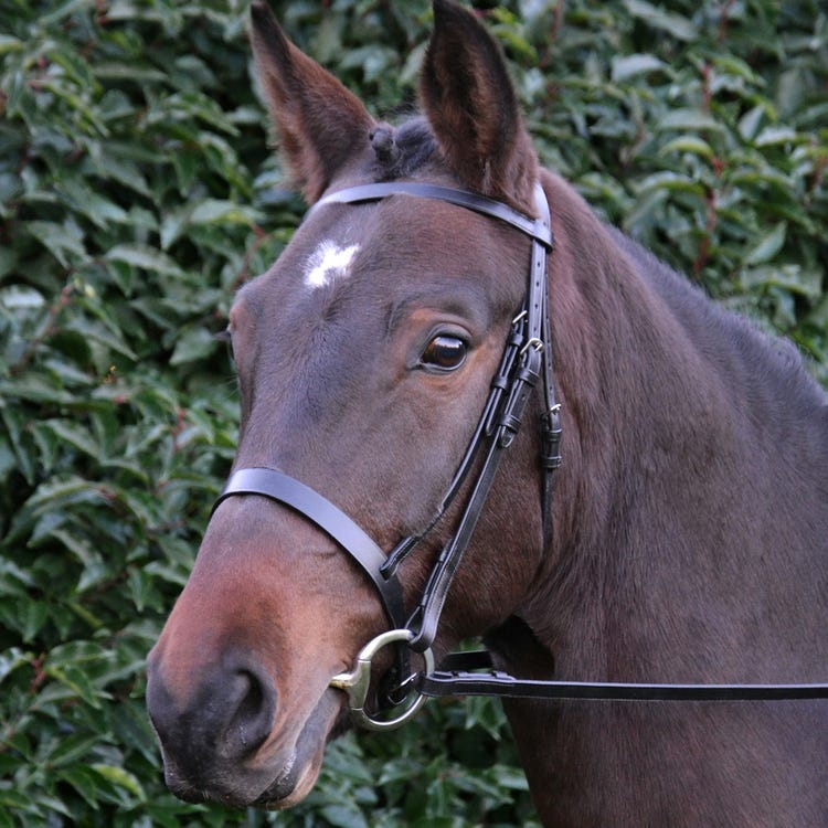 Hy Equestrian Hunter Bridle with Rubber Grip Reins image 1