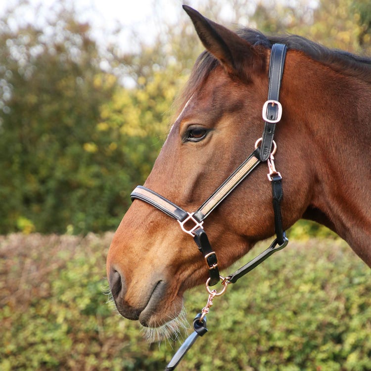 Hy Equestrian Rosciano Rose Gold Head Collar image 2