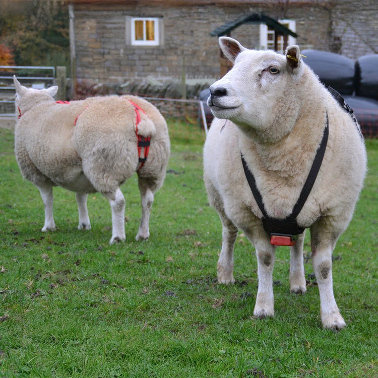 Agrimark Economy Ram Harness image 2