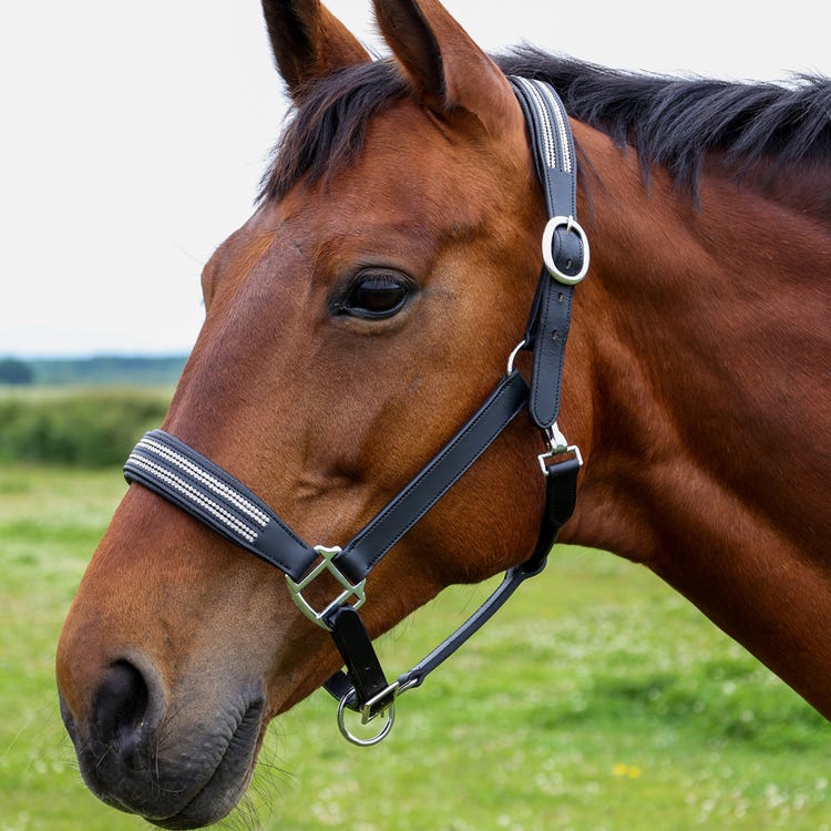 Hy Equestrian Anodize Leather Head Collar image 2