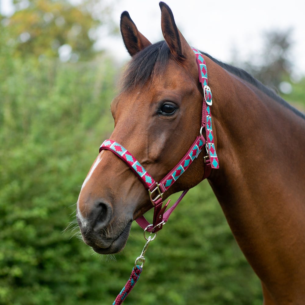 Hy Equestrian Woven Polo Head Collar and Lead Rope image 3