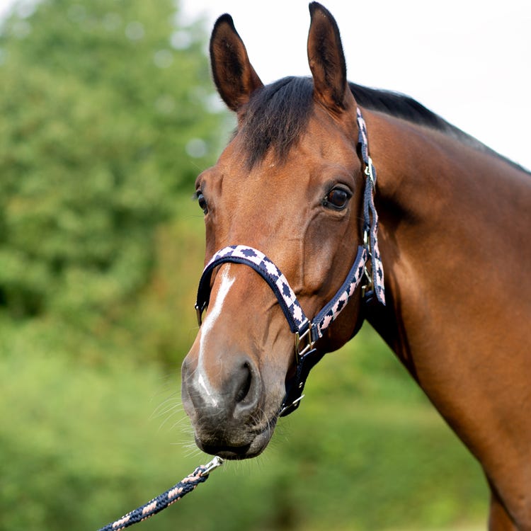 Hy Equestrian Woven Polo Head Collar and Lead Rope image 7