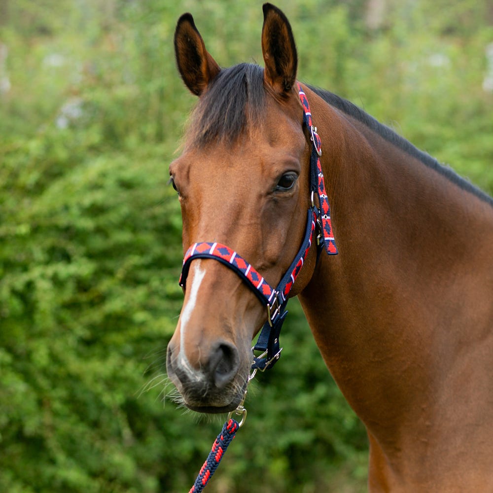 Hy Equestrian Woven Polo Head Collar and Lead Rope image 11