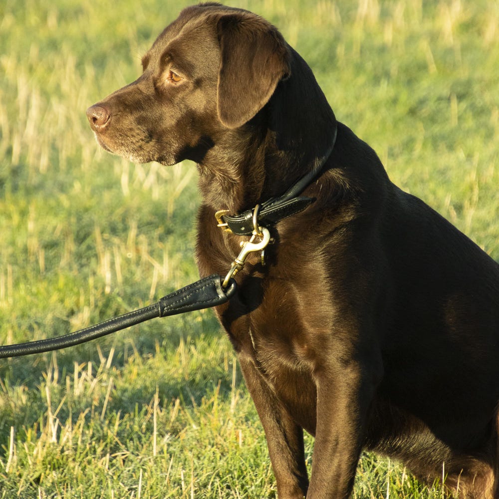 Benji &amp; Flo Superior Rolled Leather Dog Collar image 3