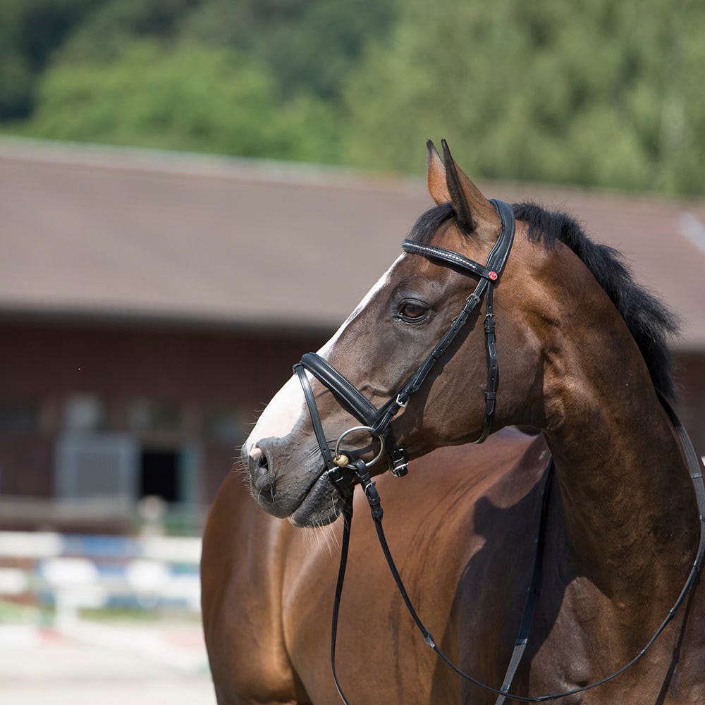 Kieffer Ultrasoft Snaffle Bridle image 3