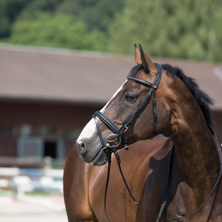 Kieffer Ultrasoft Snaffle Bridle image 3