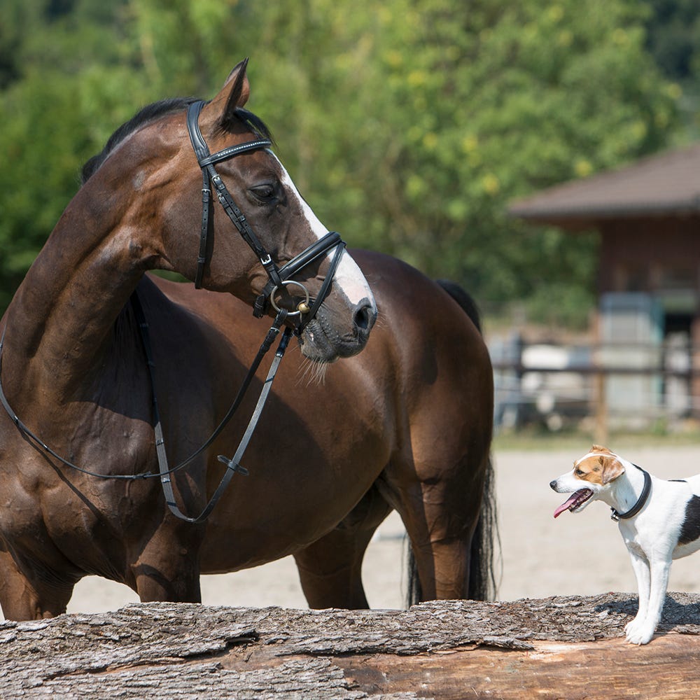 Kieffer Ultrasoft Snaffle Bridle image 4