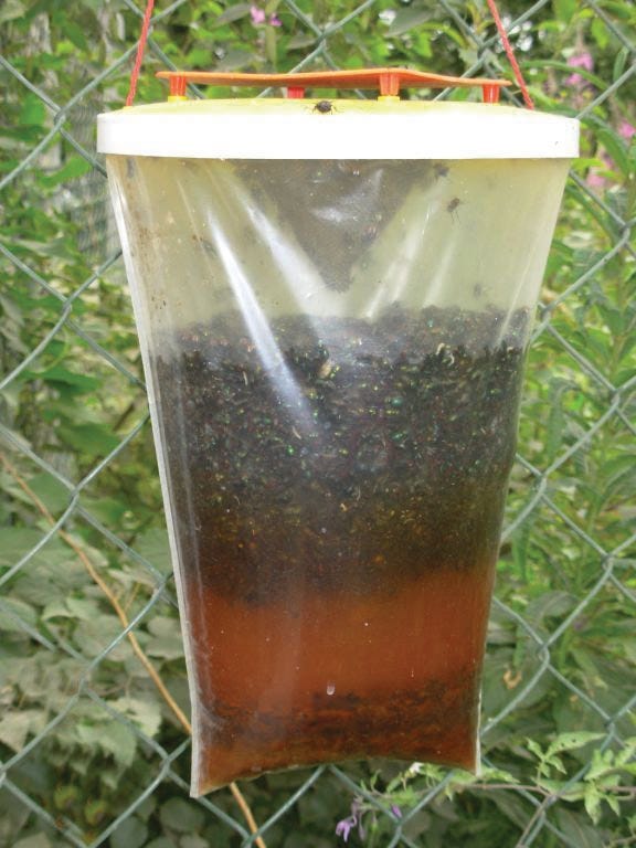 Redtop Fly Trap image 2