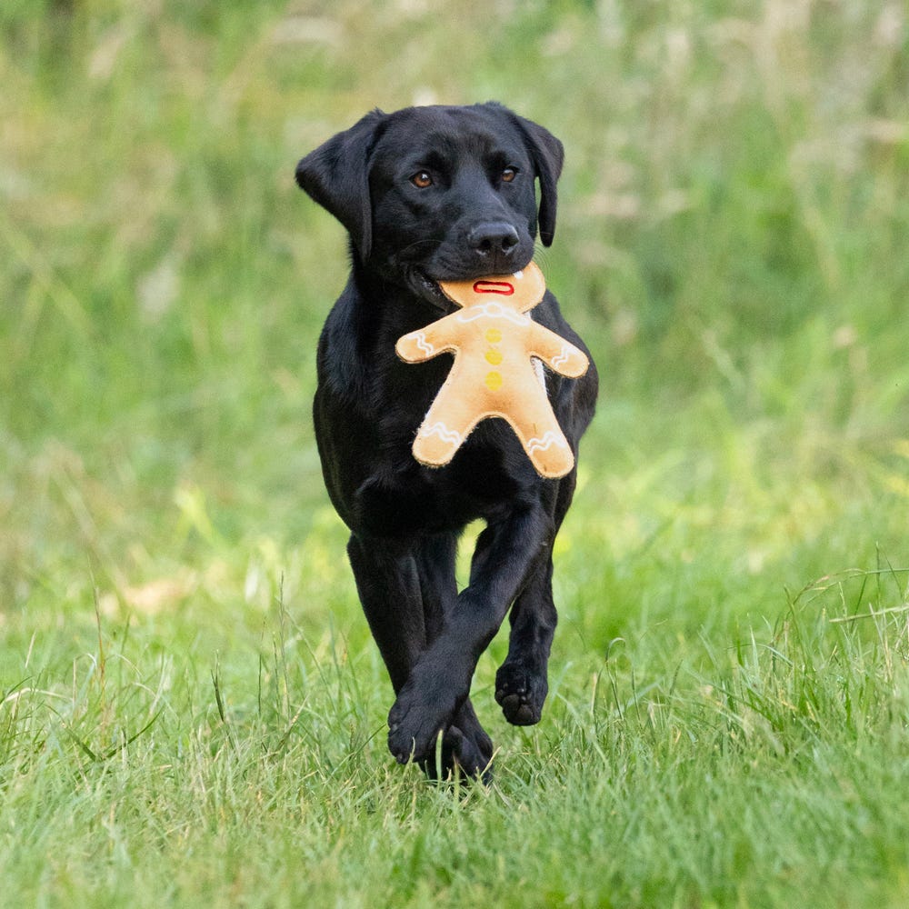 Benji &amp; Flo Christmas Dog Toys image 4