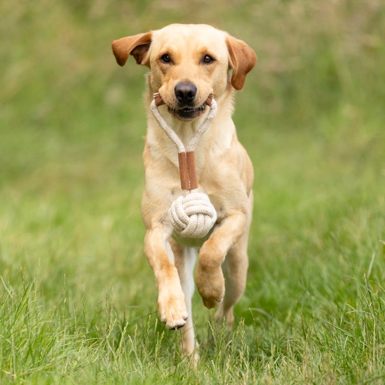 Benji &amp; Flo Tug 'n' Play Toys - Rope with Ball image 2