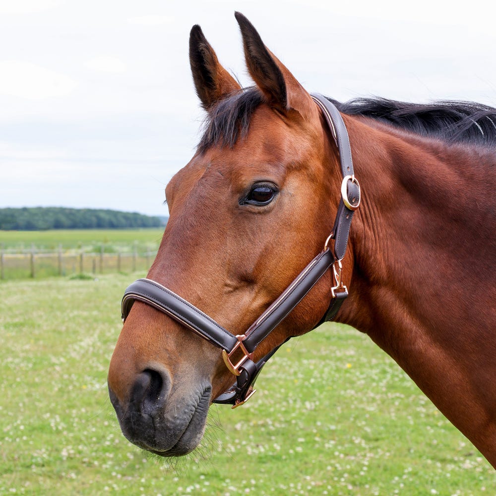 Hy Equestrian Chromatic Leather Head Collar image 2